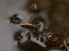Water Striders